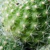 Rebutia _fabrisii_ v. aureiflora _WR687 _04